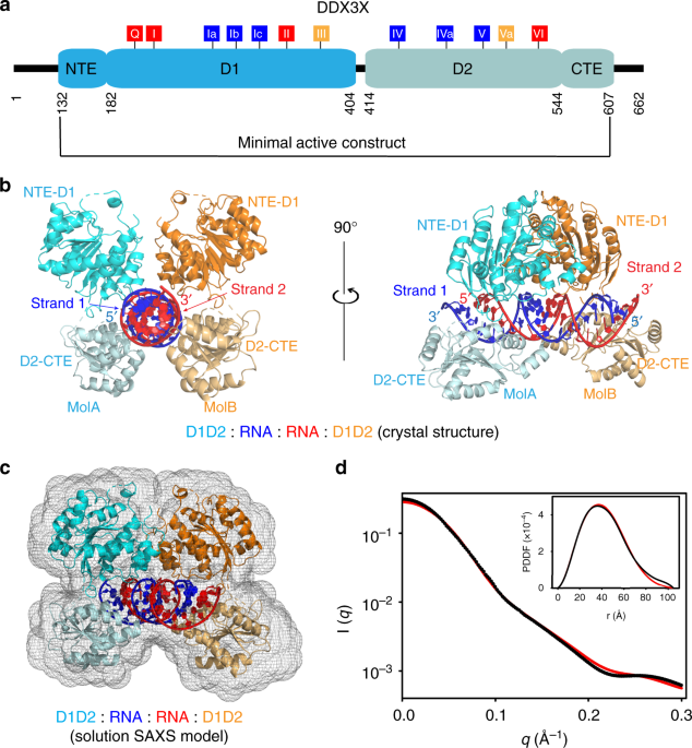 The Mechanism Of Rna Duplex Recognition And Unwinding By Dead Box Helicase Ddx3x Nature Communications
