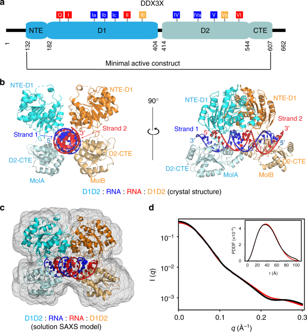 The Mechanism Of Rna Duplex Recognition And Unwinding By Dead Box Helicase Ddx3x Nature Communications The Mechanism Of Rna Duplex Recognition And Unwinding By Dead Box Helicase Ddx3x Nature Communications