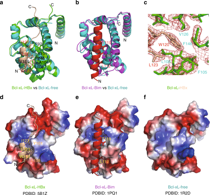 Structural And Functional Analyses Of Hepatitis B Virus X Protein Bh3 Like Domain And l Xl Interaction Nature Communications