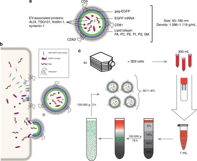 The Generation And Use Of Recombinant Extracellular Vesicles As Biological Reference Material Nature Communications