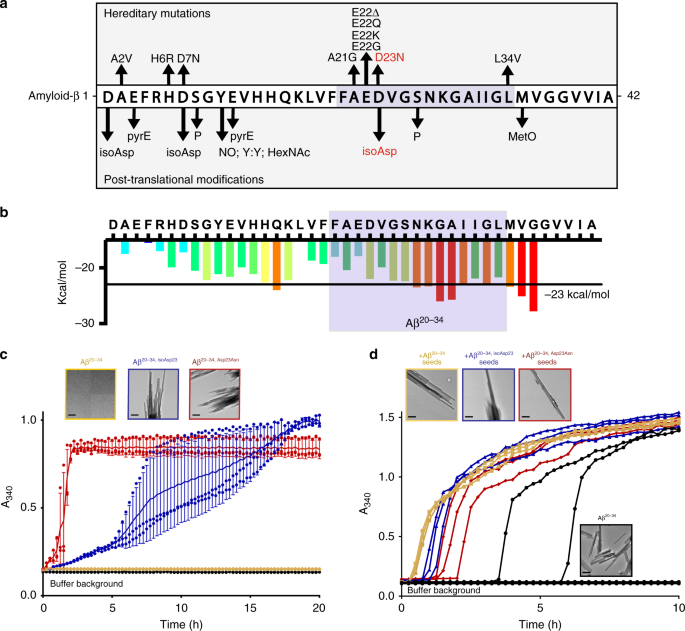 Structure Of Amyloid B 34 With Alzheimer S Associated Isomerization At Asp23 Reveals A Distinct Protofilament Interface Nature Communications