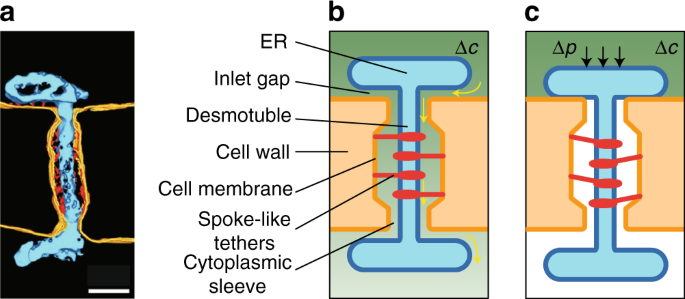 Controlling Intercellular Flow Through Mechanosensitive Plasmodesmata Nanopores Nature Communications