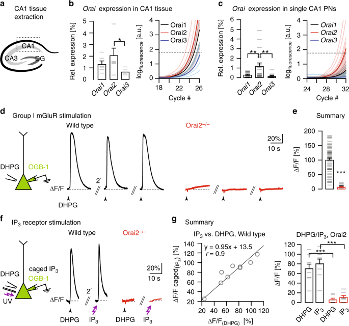 Two Types Of Functionally Distinct Ca2 Stores In Hippocampal Neurons Nature Communications