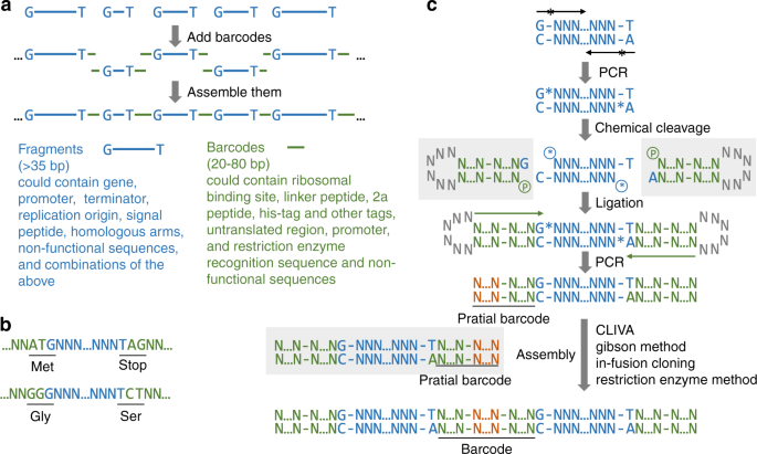 A Standard For Near Scarless Plasmid Construction Using Reusable Dna Parts Nature Communications