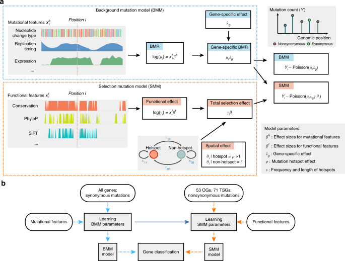 Detailed modeling of positive selection improves detection of cancer driver  genes | Nature Communications
