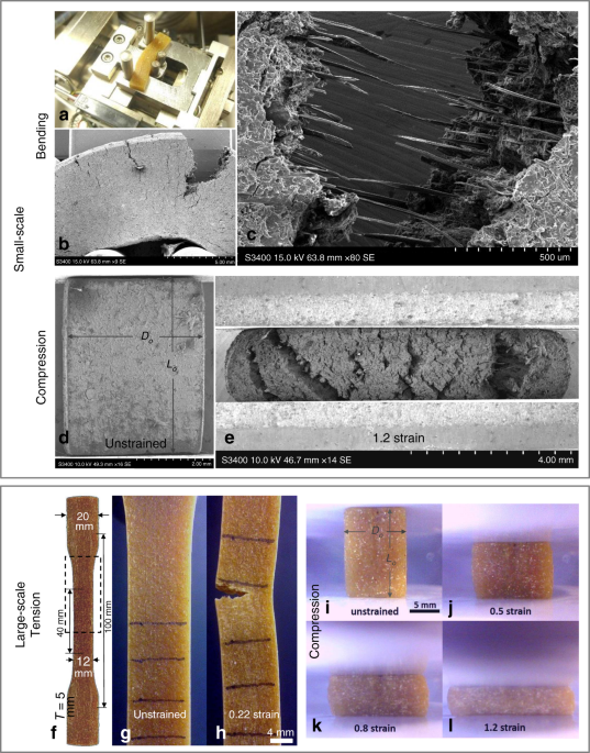 Computer Simulations Of Food Processing To Engineer