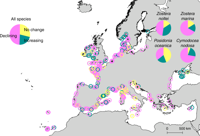 Recent trend reversal for declining European seagrass meadows | Nature  Communications