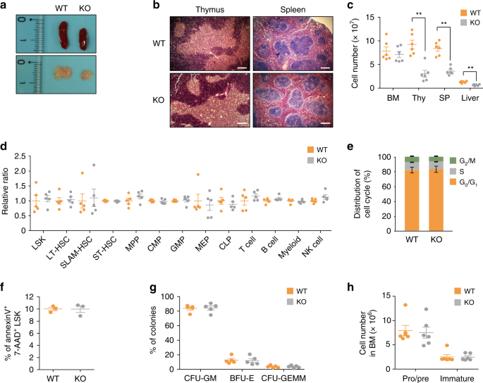 Phc2 controls hematopoietic stem and progenitor cell mobilization from bone marrow by repressing vcam1 expression