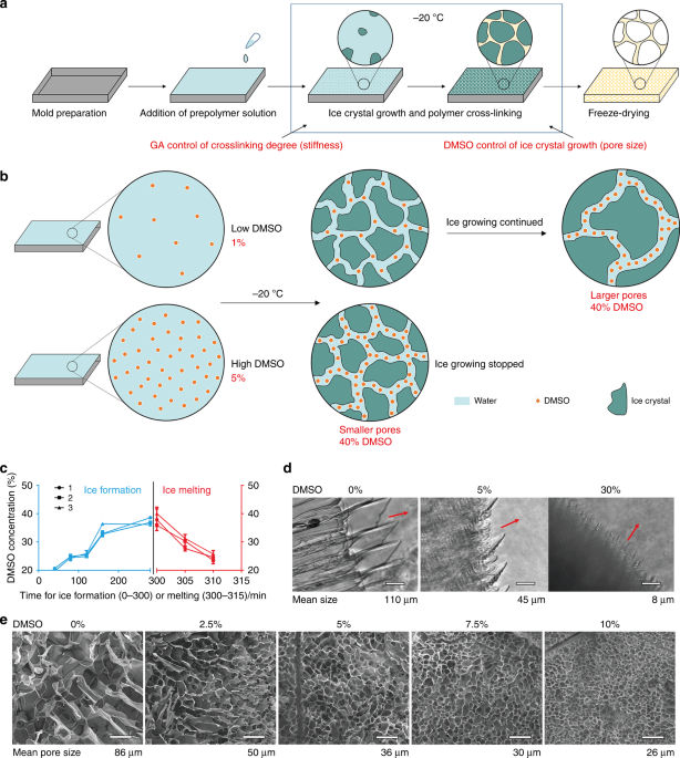 Cryoprotectant enables structural control of porous scaffolds for