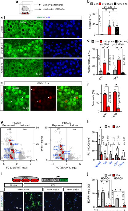 Class IIa HDACs regulate learning and memory through dynamic experience-dependent repression of tran