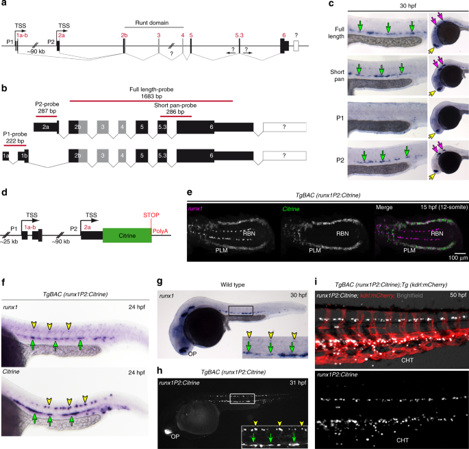 https://media.springernature.com/m685/springer-static/image/art%3A10.1038%2Fs41467-019-11423-2/MediaObjects/41467_2019_11423_Fig1_HTML.png