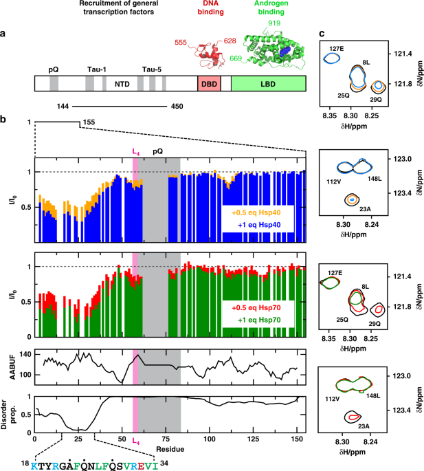 Hsp70 and hsp40 inhibit an inter-domain interaction necessary for transcriptional activity in the androgen receptor