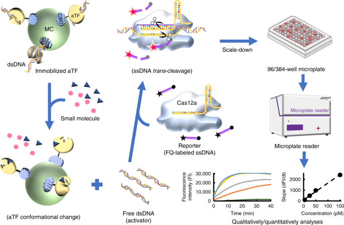 a crispr cas12a derived biosensing