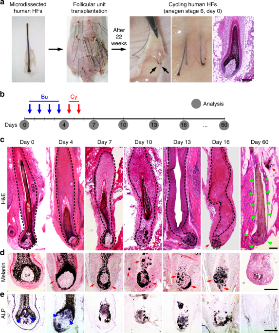 Priming mobilization of hair follicle stem cells triggers permanent loss of regeneration after alkylating chemotherapy | Nature Communications Priming mobilization of hair follicle stem cells triggers permanent loss of regeneration after alkylating chemotherapy | Nature Communications