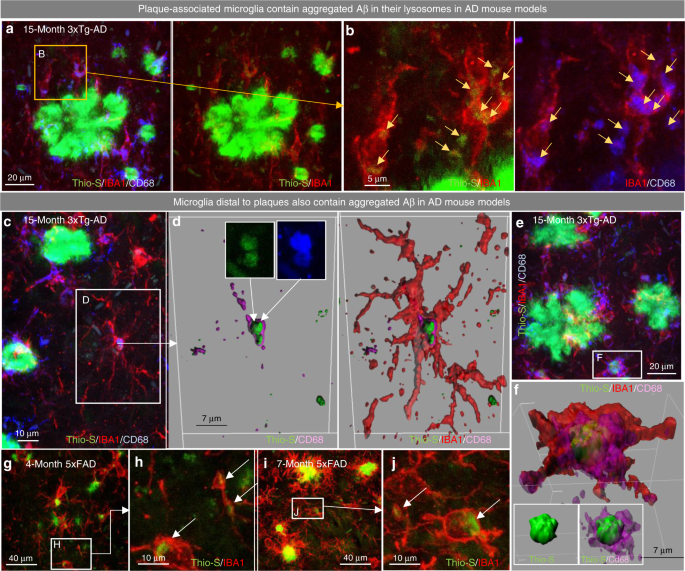 Sustained microglial depletion with CSF1R inhibitor impairs parenchymal  plaque development in an Alzheimer's disease model | Nature Communications