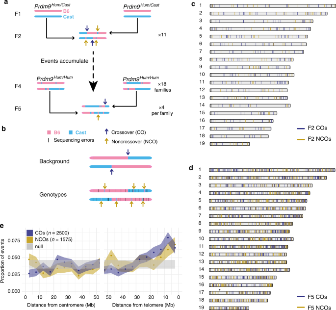 A high-resolution map of non-crossover events reveals impacts of genetic  diversity on mammalian meiotic recombination | Nature Communications