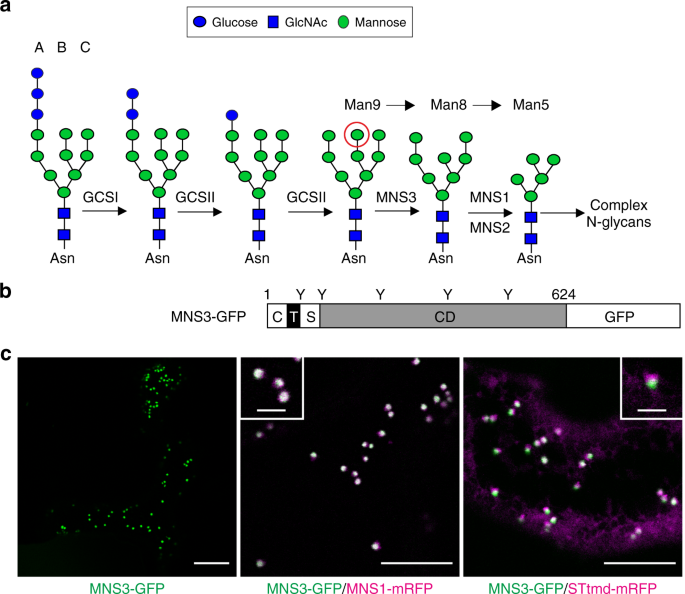 A Signal Motif Retains Arabidopsis Er A Mannosidase I In The Cis Golgi And Prevents Enhanced Glycoprotein Erad Nature Communications