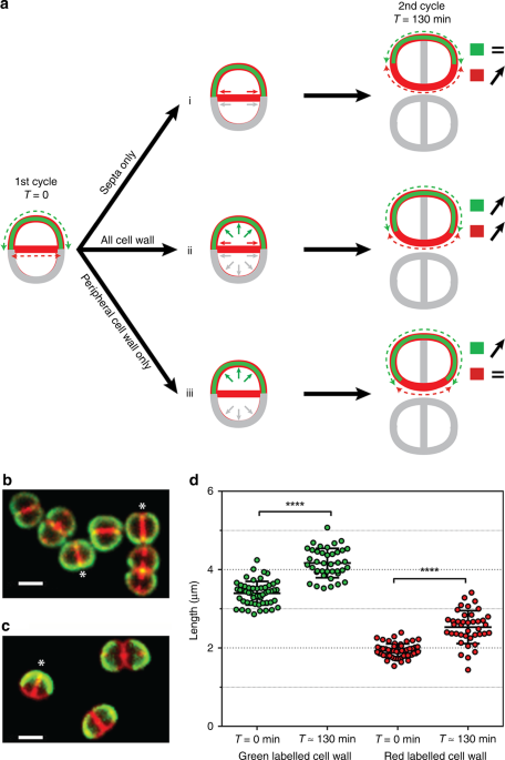 New features of the cell wall of the radio-resistant bacterium