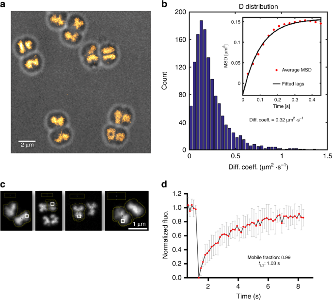 Ringlike Structure of the Deinococcus radiodurans Genome: A Key to