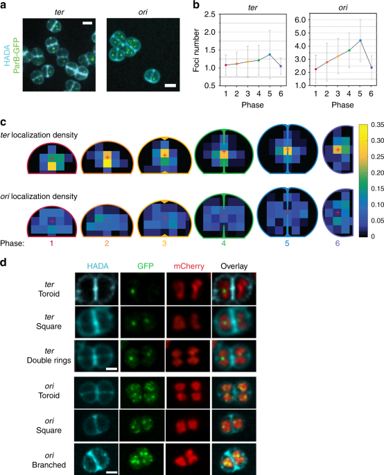 Ringlike Structure of the Deinococcus radiodurans Genome: A Key to