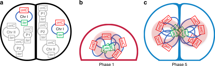 Ringlike Structure of the Deinococcus radiodurans Genome: A Key to