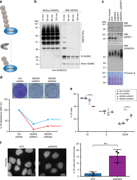 The Poly Sumo2 3 Protease Senp6 Enables Assembly Of The Constitutive Centromere Associated Network By Group Desumoylation Nature Communications