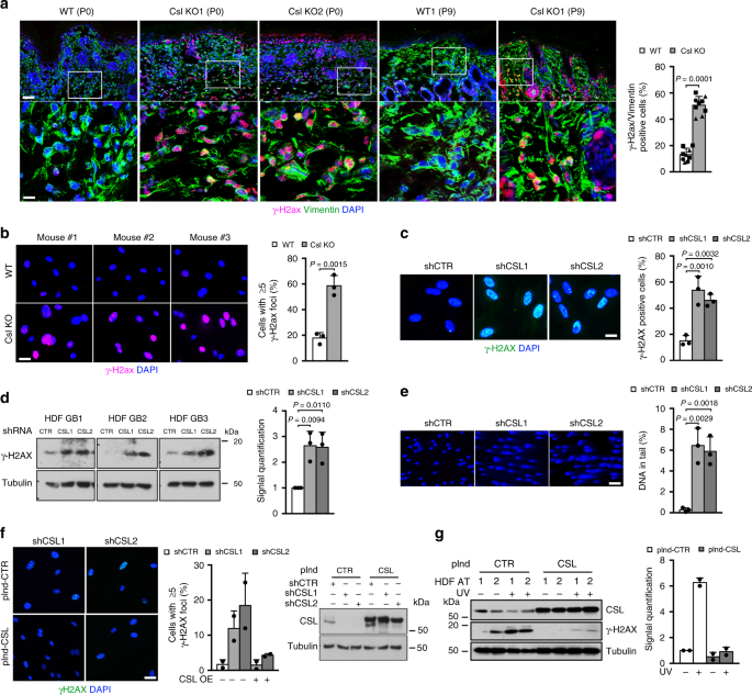 pix Chromosome Labeled Telomeres csl controls telomere maintenance and