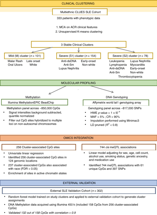 A Phenotypic And Genomics Approach In A Multi Ethnic Cohort To Subtype Systemic Lupus Erythematosus Nature Communications