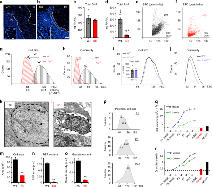 Pituitary cell translation and secretory capacities are enhanced cell autonomously by the transcription factor Creb3l2
