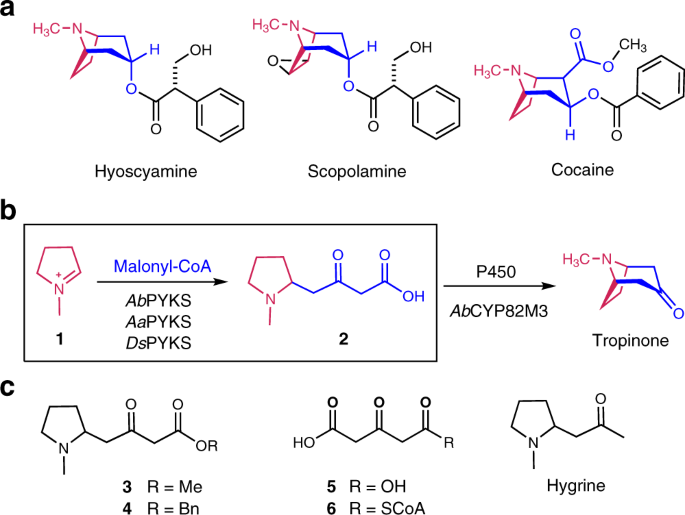 Tropane alkaloids biosynthesis involves an unusual type III polyketide  synthase and non-enzymatic condensation | Nature Communications