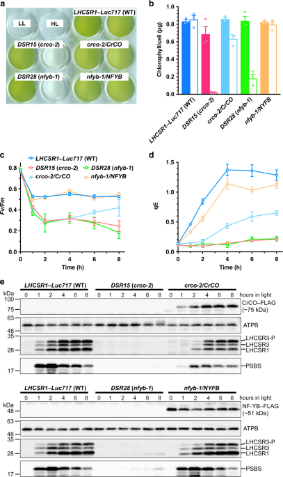 The CONSTANS flowering complex controls the protective response of photosynthesis in the green alga Chlamydomonas