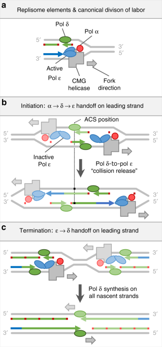 Roles for DNA polymerase δ in initiating and terminating leading strand DNA replication | Nature Communications
