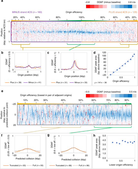 Roles for DNA polymerase δ in initiating and terminating leading strand DNA  replication | Nature Communications