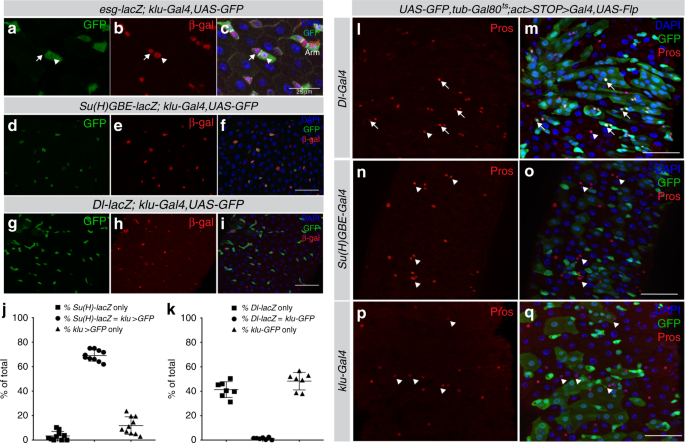 The Wt1 Like Transcription Factor Klumpfuss Maintains Lineage Commitment Of Enterocyte Progenitors In The Drosophila Intestine Nature Communications