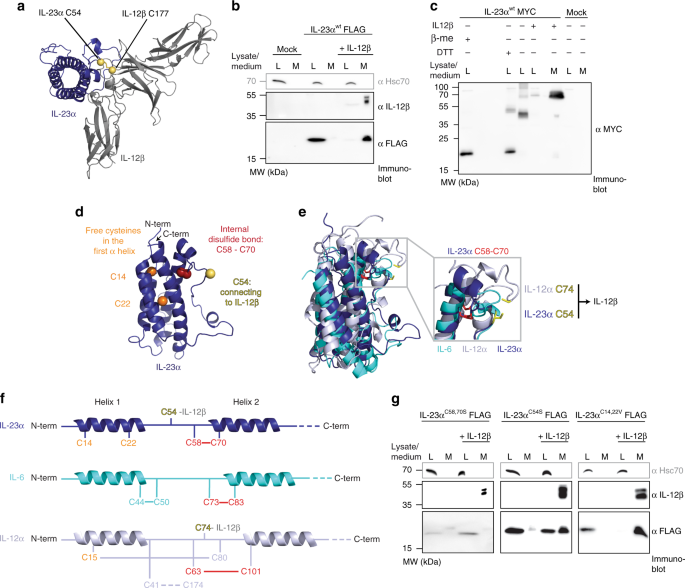 The Molecular Basis Of Chaperone Mediated Interleukin 23 Assembly Control Nature Communications