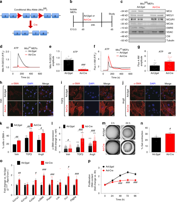 Mitochondrial Calcium Exchange Links Metabolism With The Epigenome To Control Cellular Differentiation Nature Communications