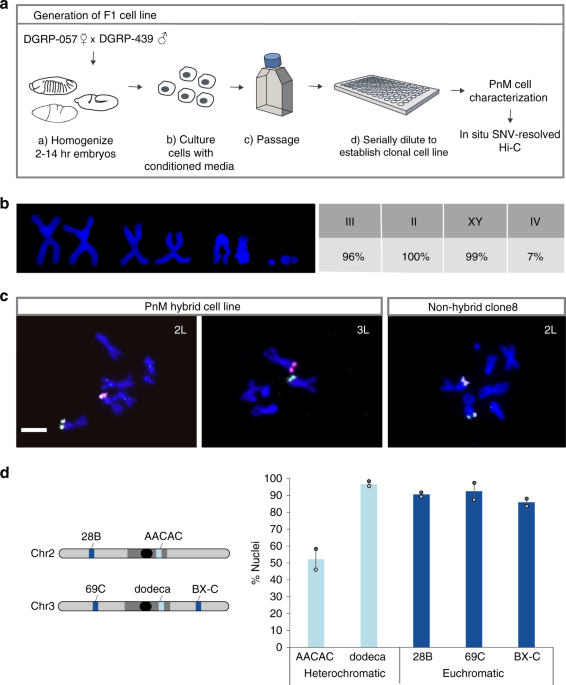 Highly Structured Homolog Pairing Reflects Functional Organization Of The Drosophila Genome Nature Communications