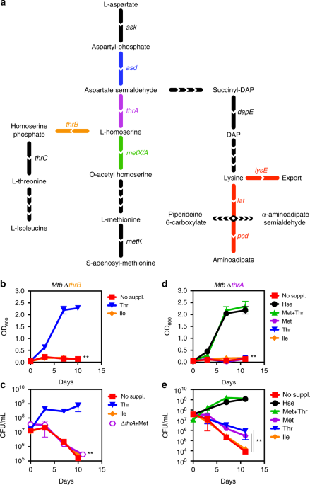 Transcriptional control of aspartate kinase expression during