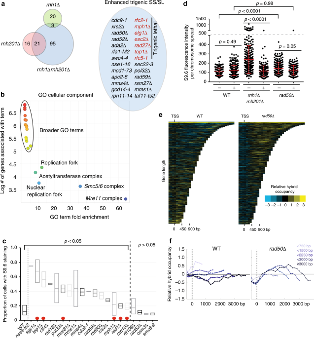 mre11 rad50 nbs1 promotes fanconi anemia r loop suppression grant and lee venn diagram