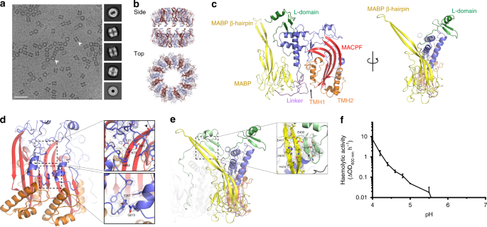 The Cryo Em Structure Of The Acid Activatable Pore Forming Immune Effector Macrophage Expressed Gene 1 Nature Communications
