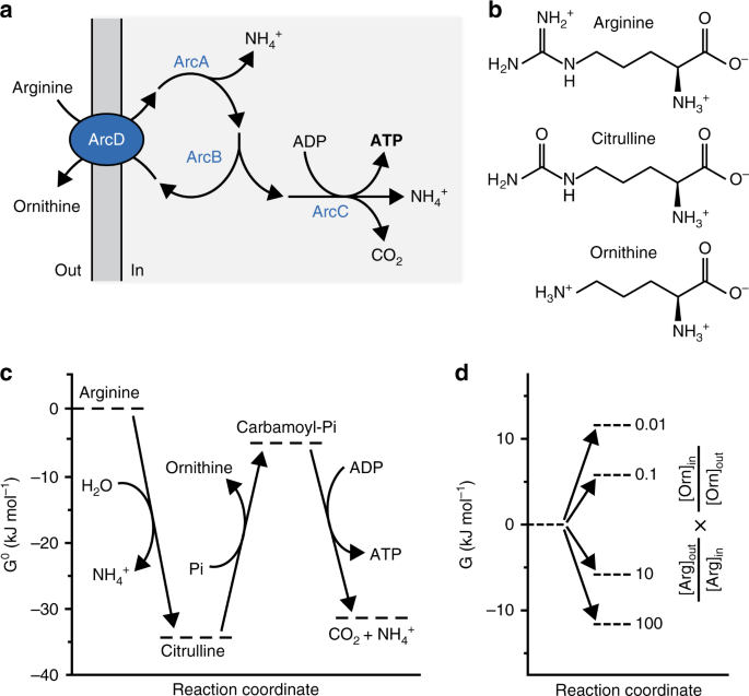 A synthetic metabolic network for physicochemical homeostasis