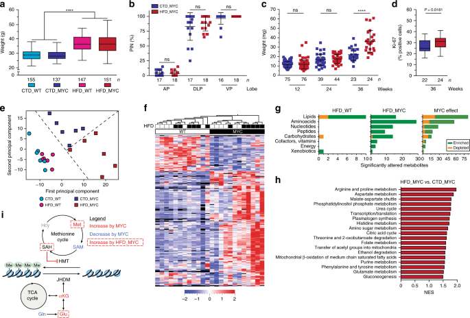 High-fat diet fuels prostate cancer progression by rewiring the metabolome  and amplifying the MYC program | Nature Communications