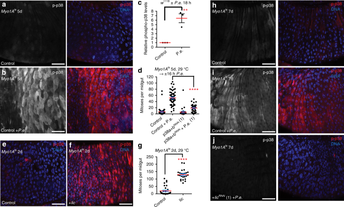 Damage Sensing By A Nox Ask1 Mkk3 P38 Signaling Pathway Mediates Regeneration In The Adult Drosophila Midgut Nature Communications