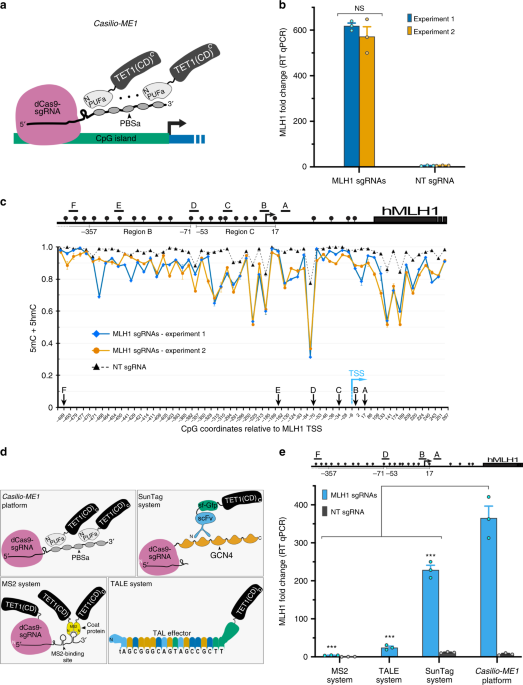 Enhanced Crispr Based Dna Demethylation By Casilio Me Mediated Rna Guided Coupling Of Methylcytosine Oxidation And Dna Repair Pathways Nature Communications
