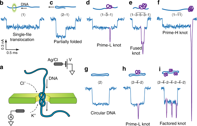 Complex Dna Knots Detected With A Nanopore Sensor Nature Communications