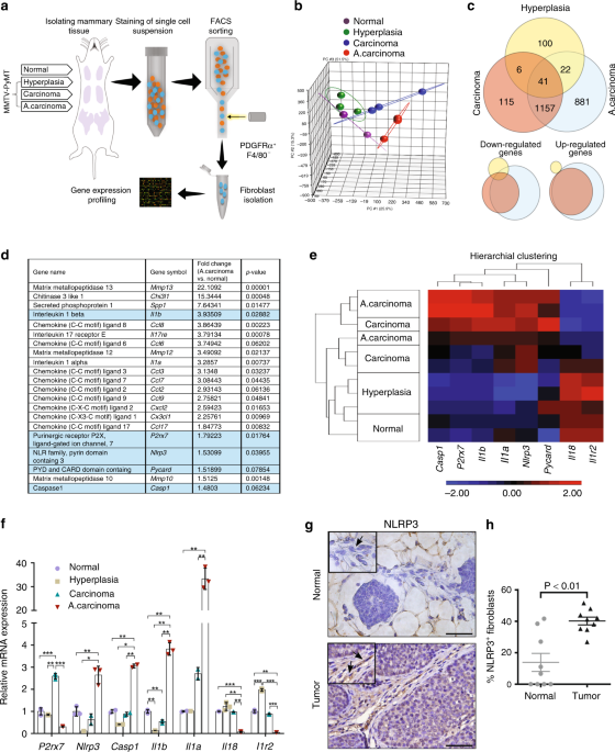 NLRP3 inflammasome in fibroblasts links tissue damage with inflammation in  breast cancer progression and metastasis | Nature Communications