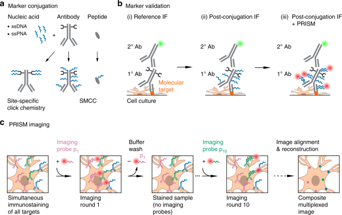 Scientists discover unique imaging technique to view synapse proteins