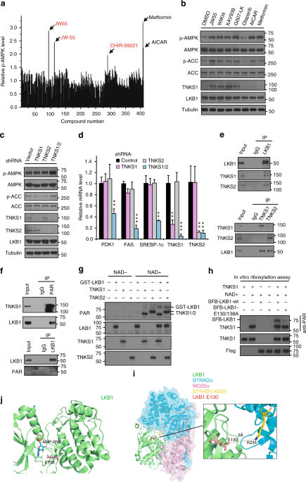 Tankyrase disrupts metabolic homeostasis and promotes tumorigenesis by inhibiting LKB1-AMPK signalling