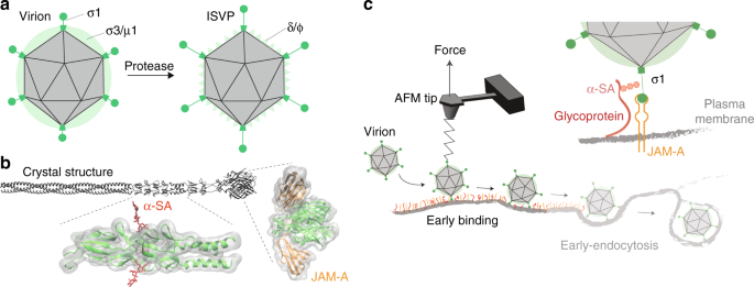 Glycan-mediated enhancement of reovirus receptor binding | Nature  Communications