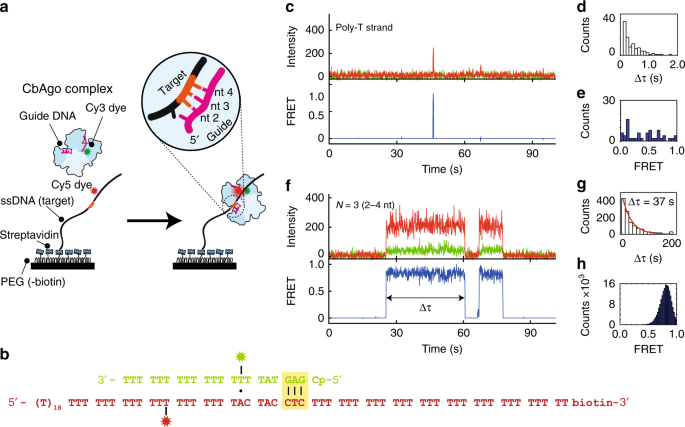 Argonaute Bypasses Cellular Obstacles Without Hindrance During Target Search Nature Communications